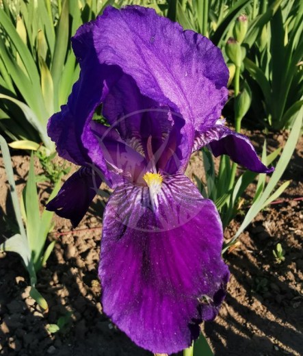 Iris pallida s. illyrica ex Gaissmayer  IMG_20200518_175250 upr